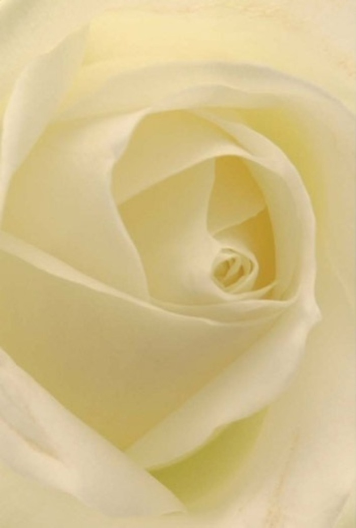 Draw in closer to this exquisite white rose, its spiraled core drawing your gaze inward, each petal stacked with quiet precision and grace. There's a tranquil sophistication in the seamless blend of white and cream, touched by the faintest warmth of sunlight-a window-lit glow so often seen in the studios of Swiss Cottage, where local florists coax natural beauty into perfect balance. The interplay of shadow and luminosity gives the petals a sense of depth, as though the rose itself is softly illuminated from within. This bloom, ideal for heartfelt occasions, becomes a symbol of purity whether offered as a romantic gesture, a gentle apology, or the highlight of a chic wedding bouquet. The immaculate form speaks of resilience and sincerity, gently echoing the timeless charm that flows along nearby Belsize Lane and the quiet corners of South Hampstead. The understated fragrance is fresh and soothing, refining any space with a whisper of serenity. Each element, from the satin-like surface to the flawless symmetry, marks this as a quintessential rose-expertly arranged and lovingly delivered through Swiss Cottage's leafy avenues.